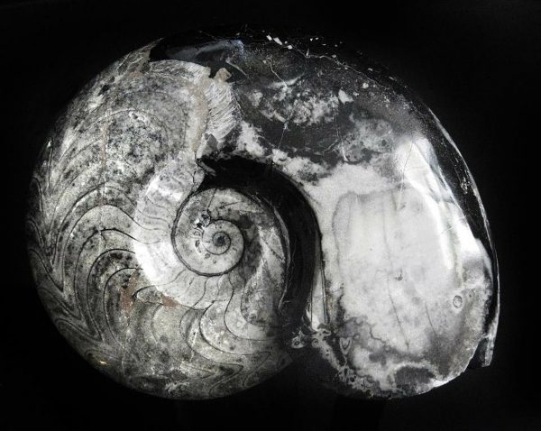 Ammonite