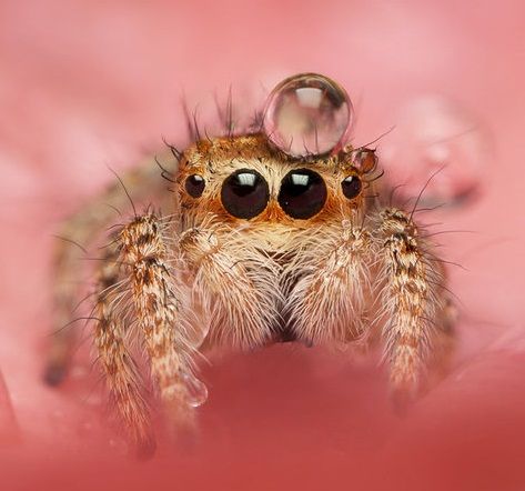 Tiny jumping spider with drewdrop on head.